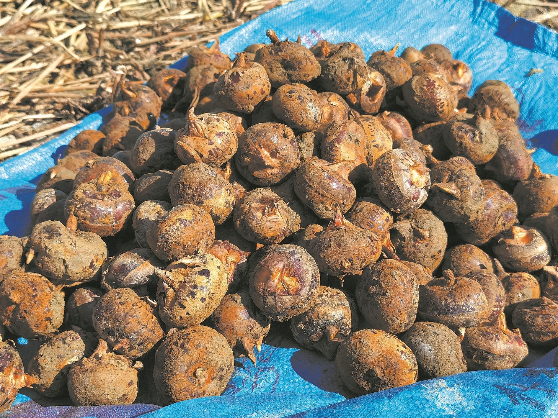 新鲜挖出的马蹄始兴县种植马蹄历史超300年,顿岗马蹄果大肉嫩,清甜无