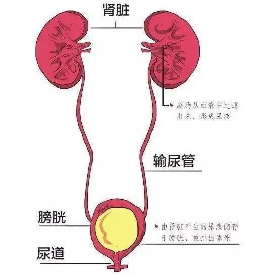 输尿管到膀胱结构图图片