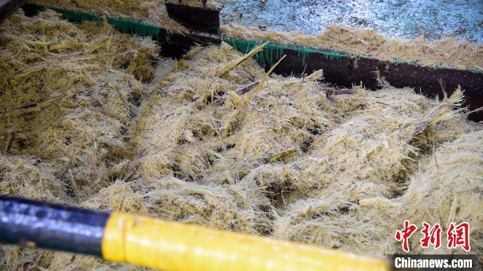 甘蔗渣将会被用来造纸和制成肥料等以减少浪费提高产值. 王以照 摄