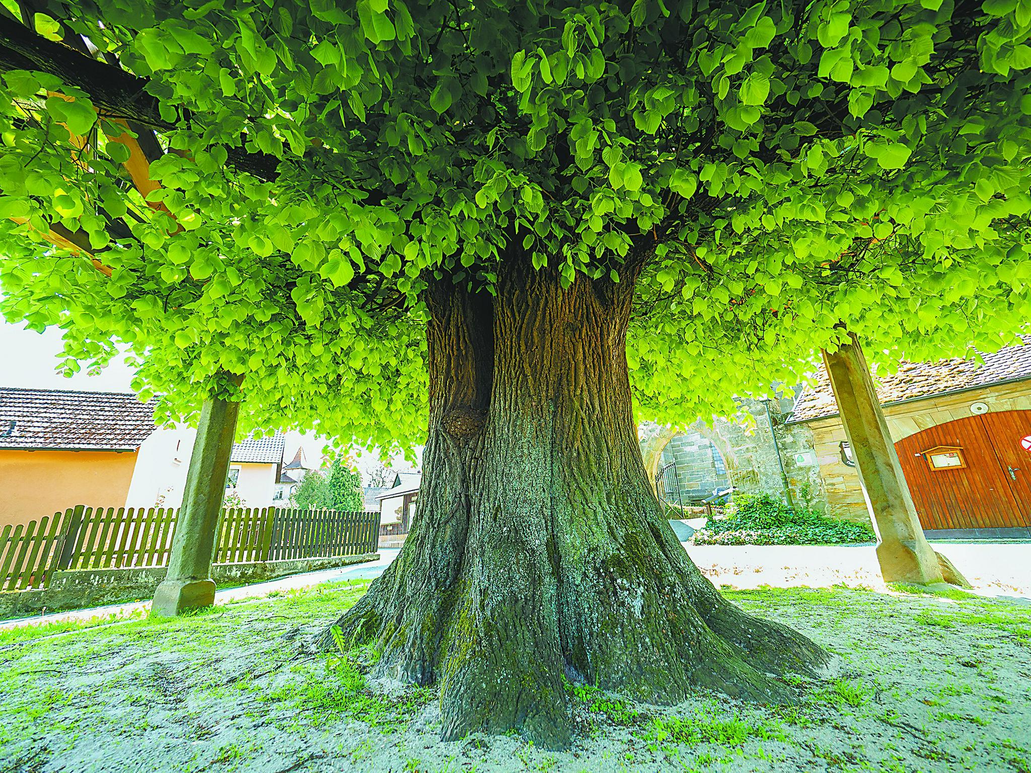 印度的菩提树.【环球时报记者 陈效卫】"一花一世界,一叶一菩提".