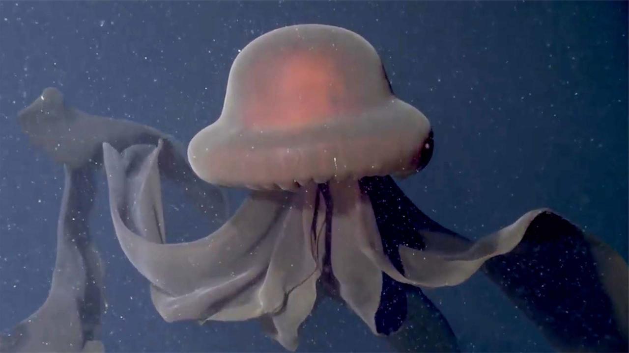 酷似摄魂怪美科学家拍到罕见冥河水母体型巨大触手达10米