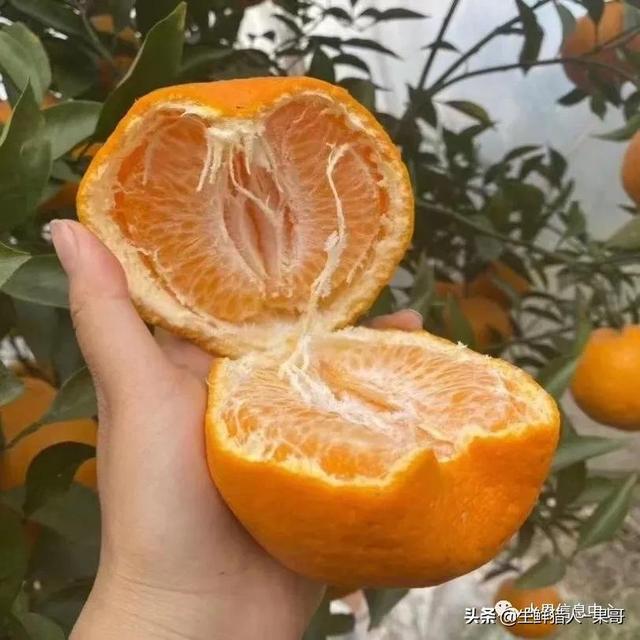 春见与明日见对比作文素材摘抄(春见与明日见对比哪个更好吃)