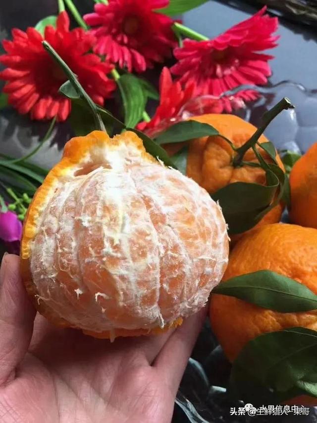 春见与明日见区别大吗(春见与明日见区别大吗)