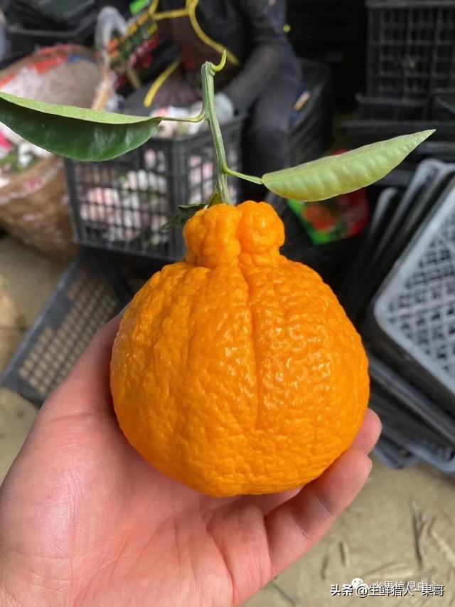 不知火和春见哪个甜(不知火 春见耙耙柑的区别)