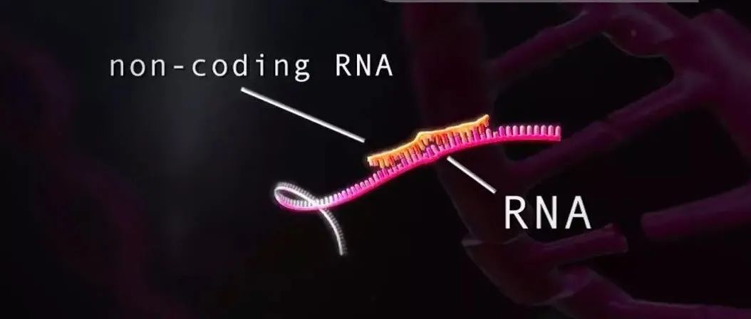 非编码RNA：在国自然申请中的尴尬局面|肿瘤|青椒|医生|粉丝|老师_新浪新闻