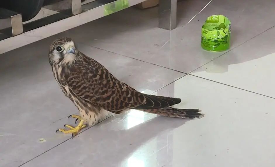 小雀鹰我受伤了但依旧温暖