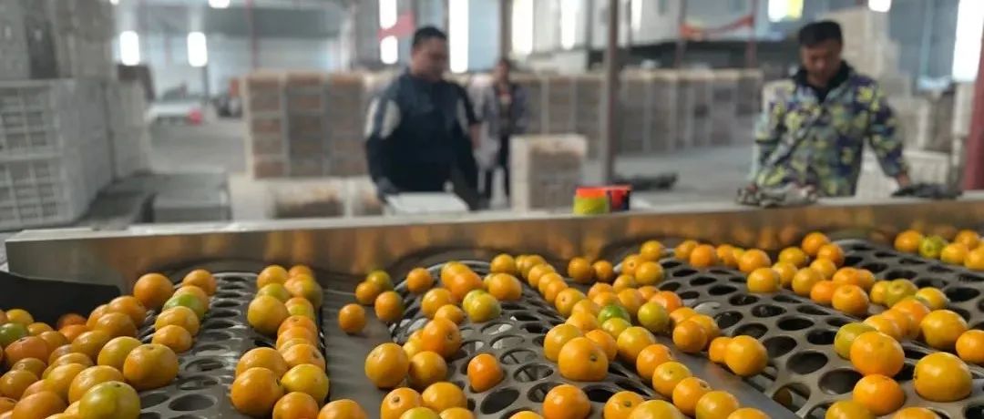 南京人自己的农产品电商平台 金陵农品汇正式上线