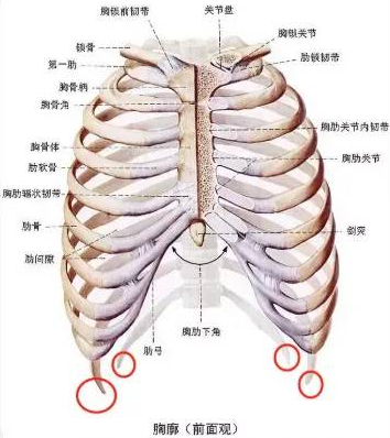 一般以瘦腰为目的的手术,会摘除下图圆圈中的肋骨.