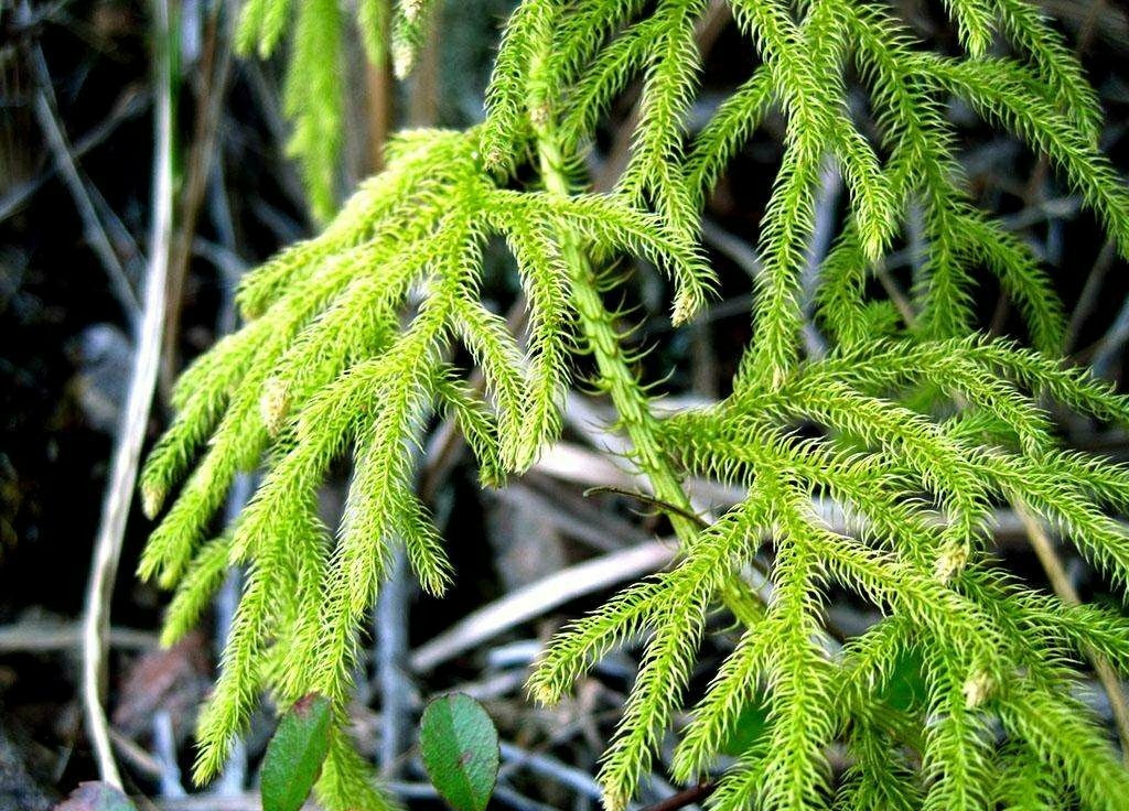 伸筋草是石松科石松属多年生土生植物,石松长得有点像松树,又喜欢生长