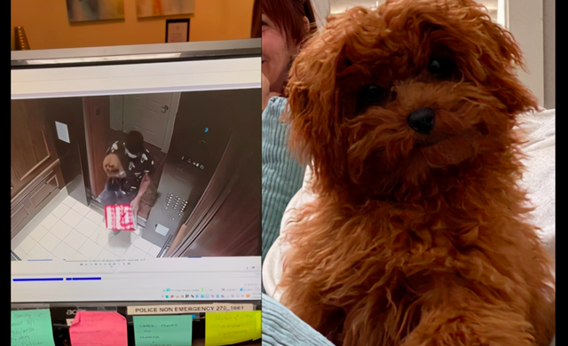 外卖员送餐时竟偷走了顾客的狗，被抓获时还狡辩，其实是预谋已久休闲区蓝鸢梦想 - Www.slyday.coM