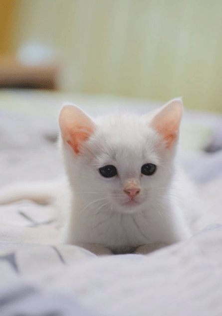 超可爱小白猫,直接被萌倒在地了|白猫_新浪新闻