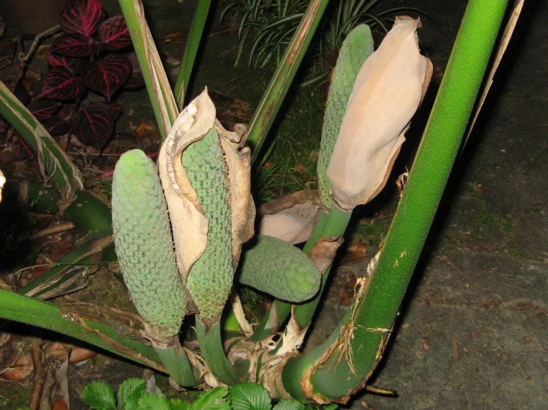 龟背竹的花朵只要授粉成功,就是可以正常结果的,它的果实成熟后,里面