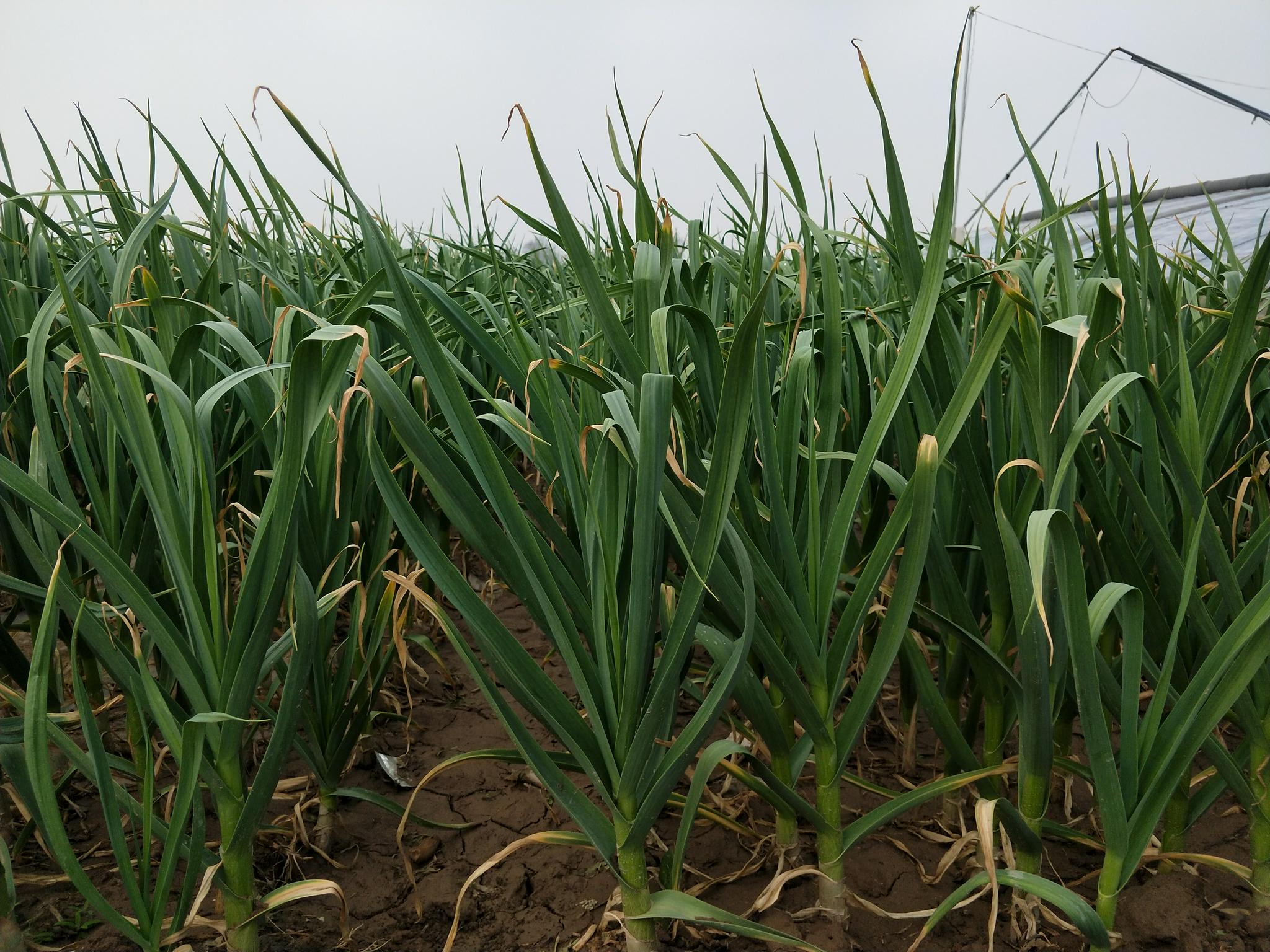 大蒜总是长不好3个方面要留意做对了蒜头大产量高