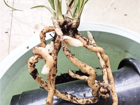 兰花的奇根成因,根瘤不仅非病虫害,反而对兰花的生长有益|树皮|畸形|植物|线虫|共生_新浪新闻