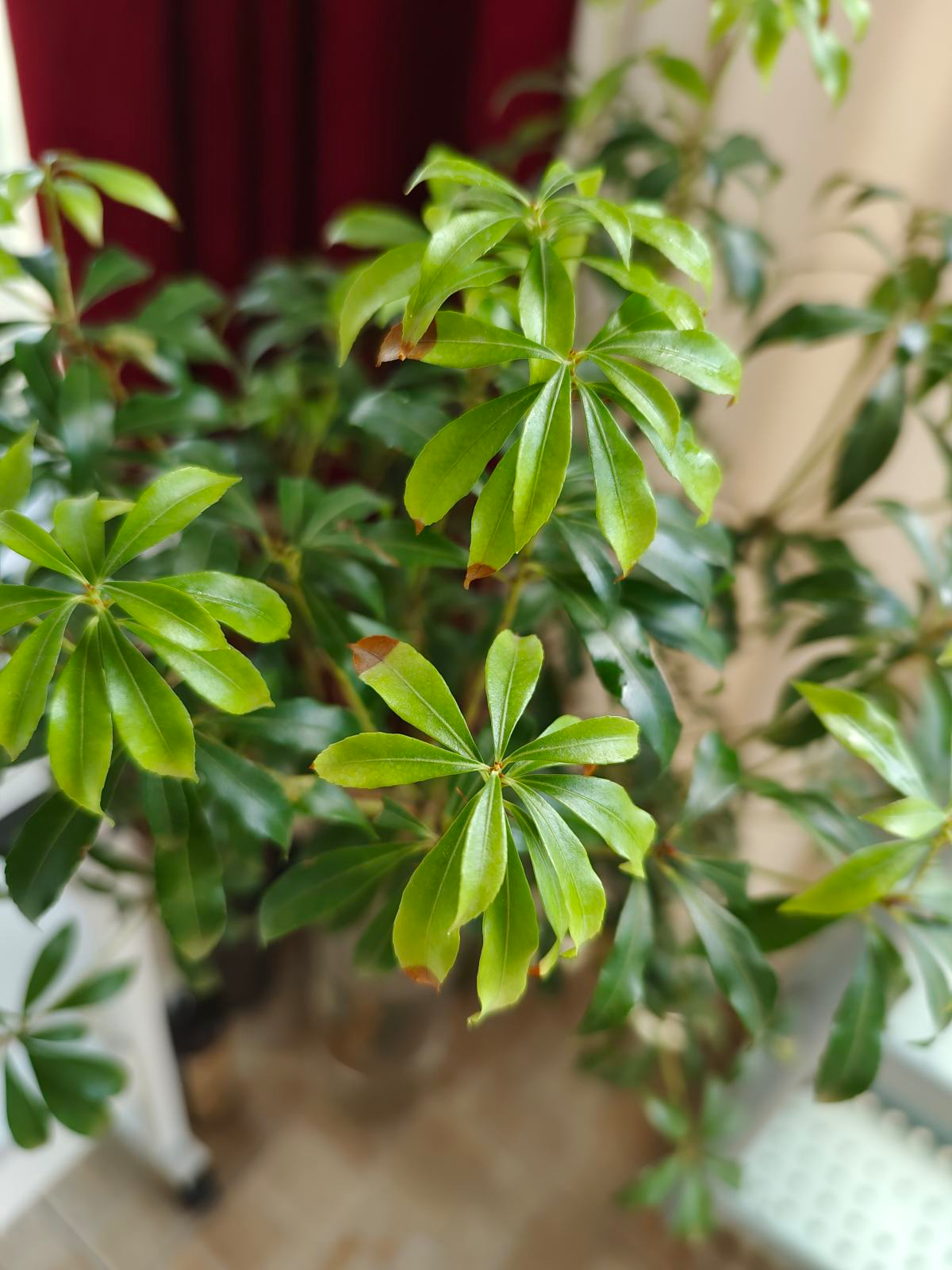 室内软装神器马醉木只需要一根树枝家里气质高八度