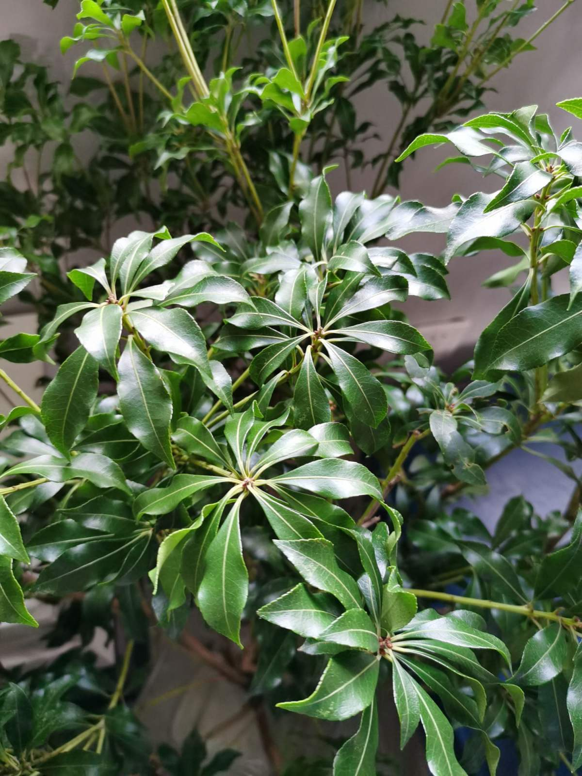 只需要一根树枝,家里气质高八度|马醉木|养护|植物_新浪新闻