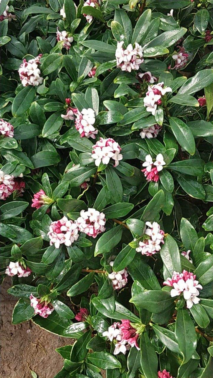 金边瑞香是传统年宵花有祥瑞好兆头开花满屋子都是香味