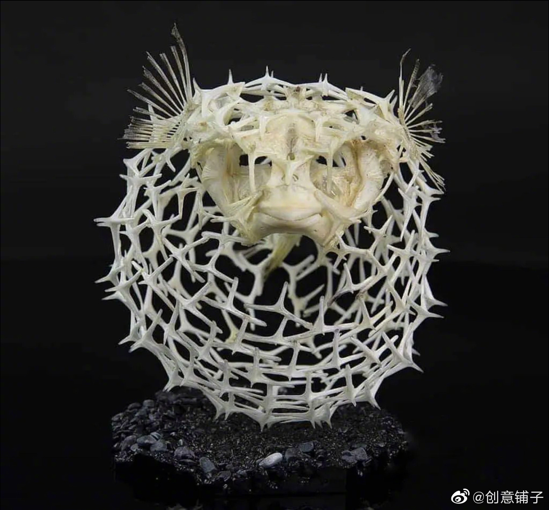哇 刺豚的骨架 真的好像一件艺术品阿|艺术品_新浪新闻