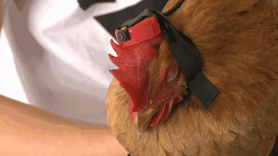 鸡头是个天然稳定器吗