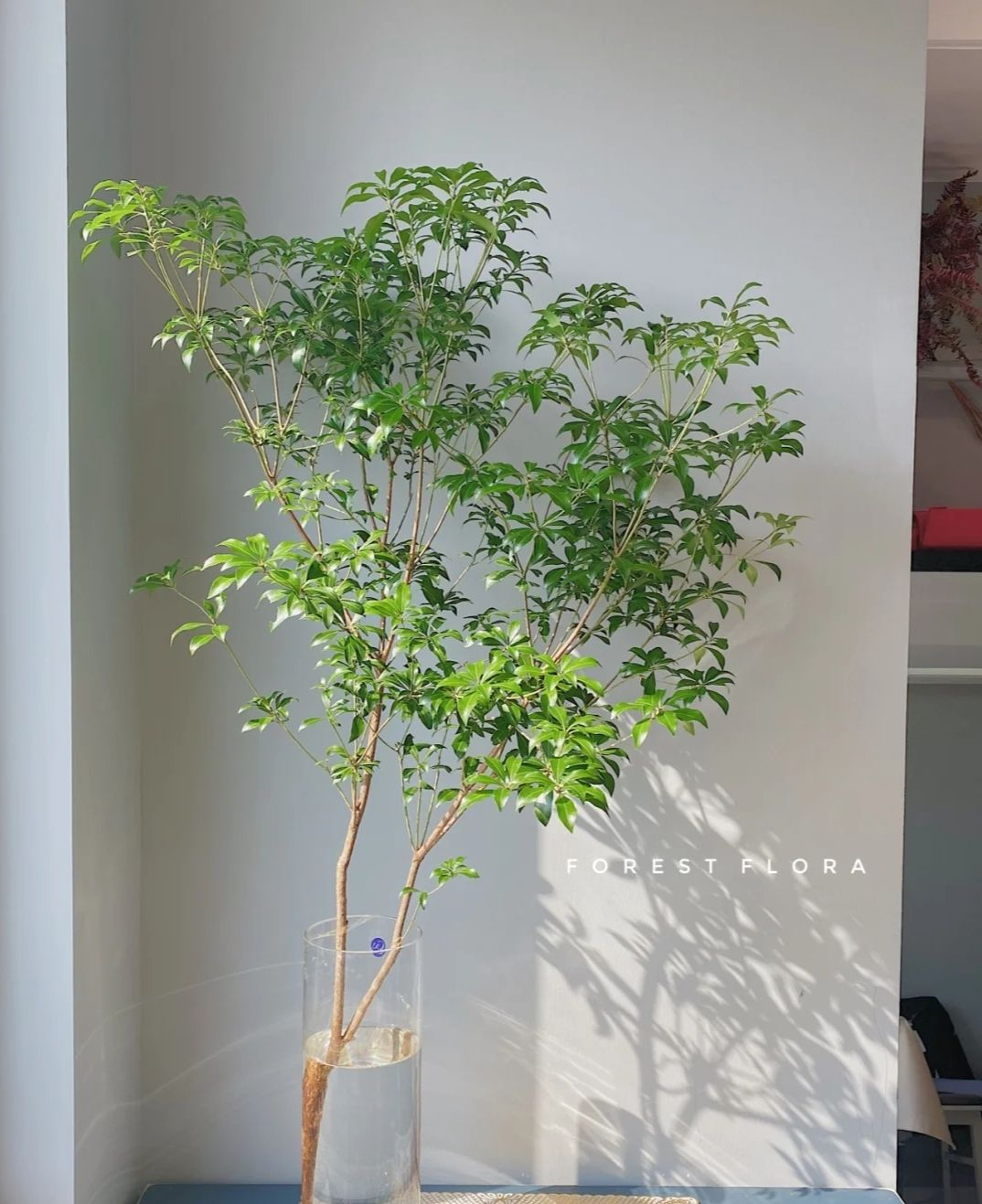 室内软装神器马醉木只需要一根树枝家里气质高八度