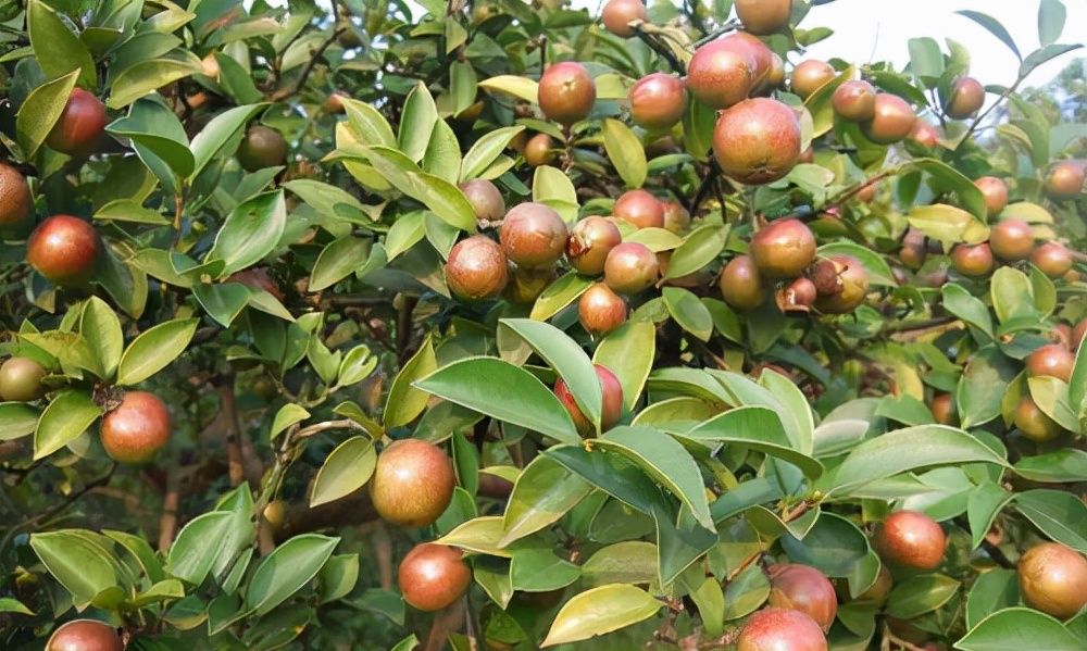 单个籽的还是多个?看完再决定|油茶树|品种|茶油_新浪新闻