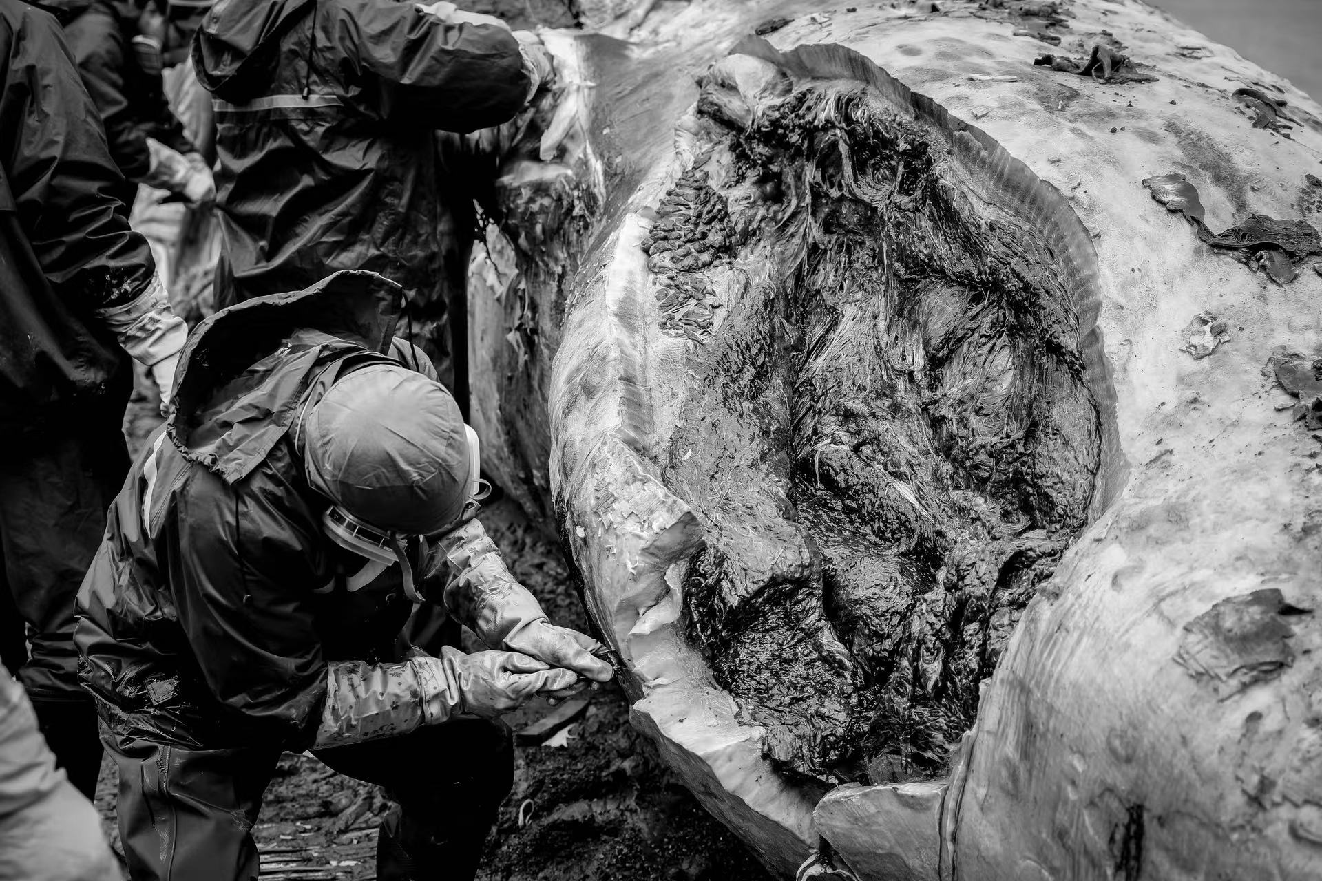 长须鲸尸体处理现场 科技馆供图&nbsp