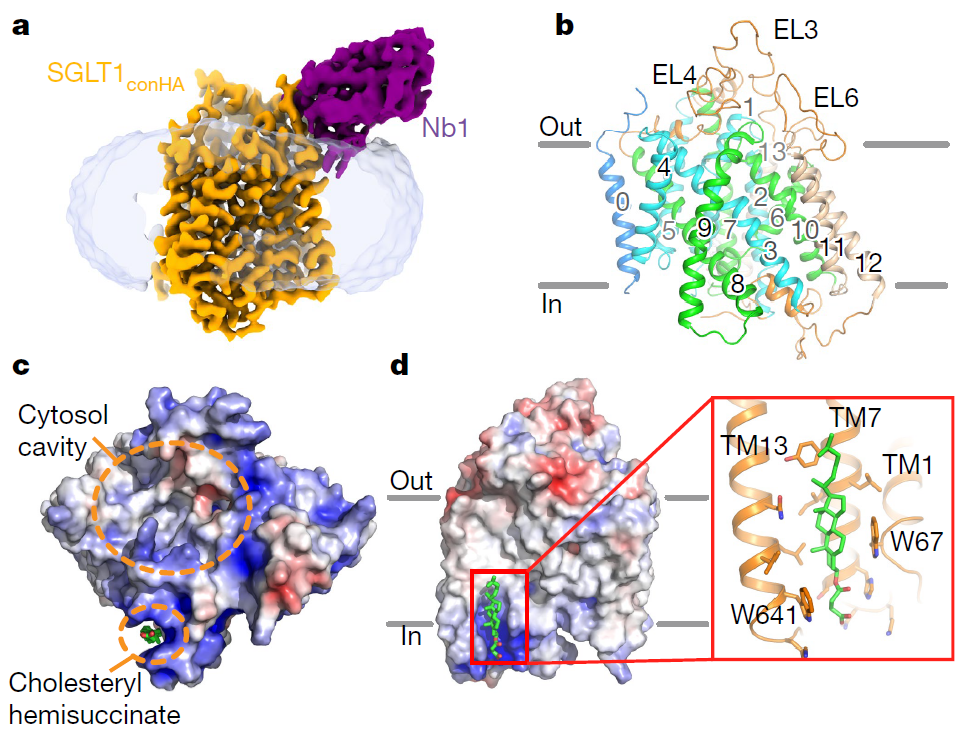 15 03的sglt1冷冻电镜结构,并揭示了sglt1作为转运蛋白的结构机理.