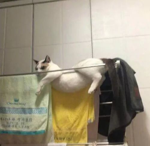 猫趴在毛巾架上 侧面看没什么 正面一看 猫 新浪新闻