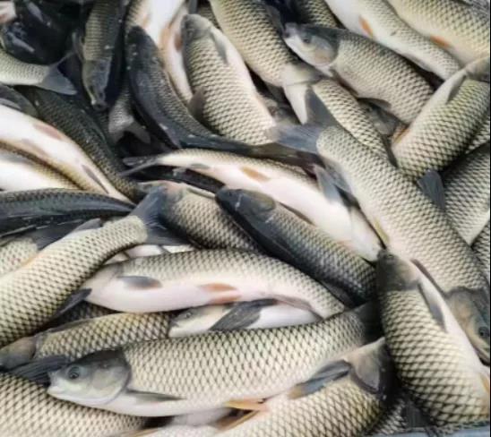 草鱼鲫鱼继续涨价杭州新农都被封谣言疫情对市场影响有限