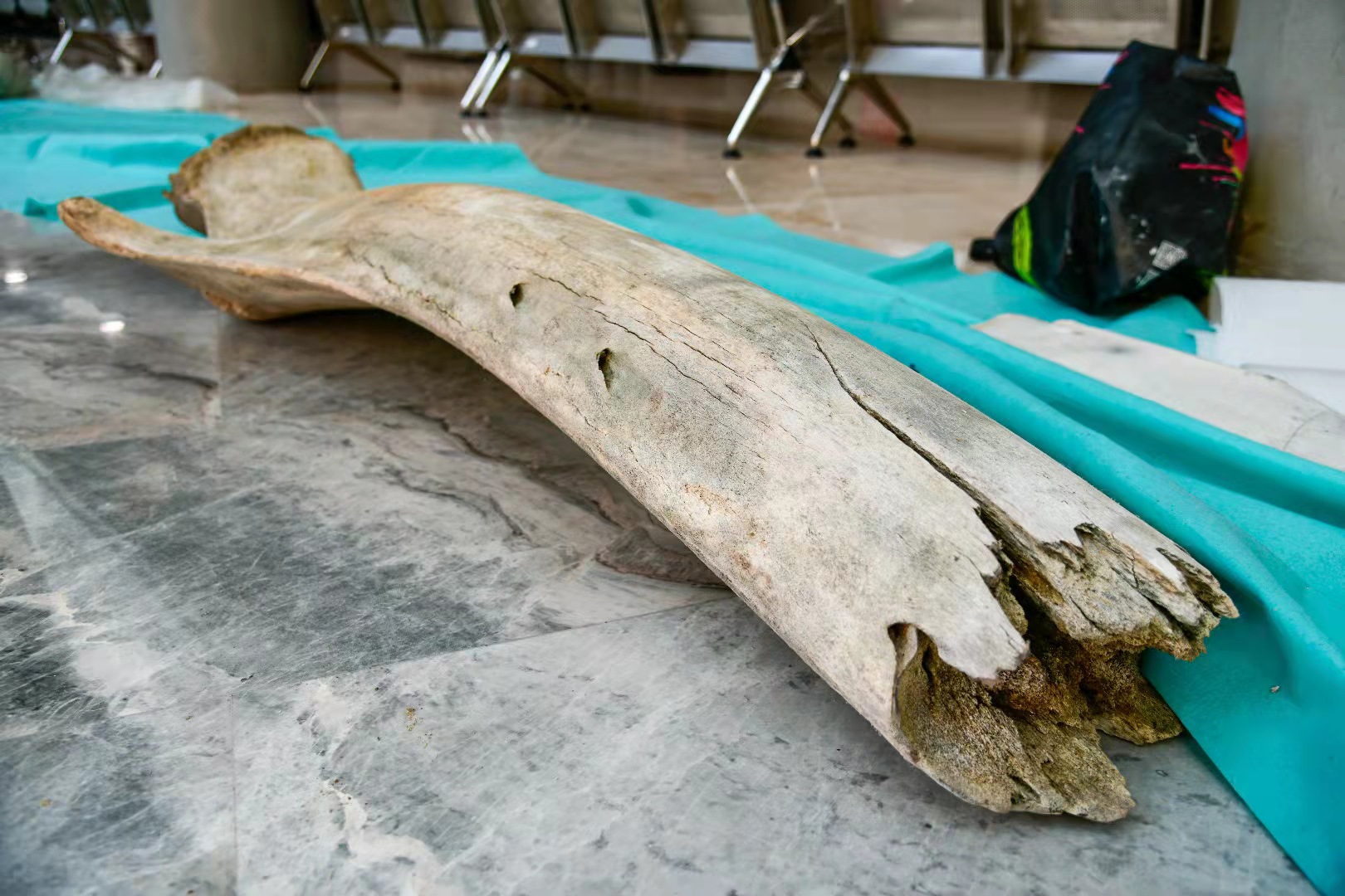 上海自然博物馆搭建完成中国最长的长须鲸骨骼标本|中