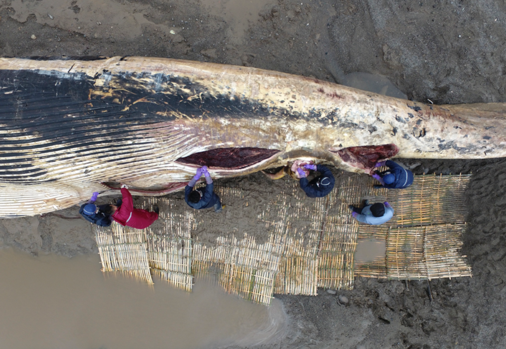 四年了上海搁浅巨鲸重回视野成中国最大长须鲸骨骼标本