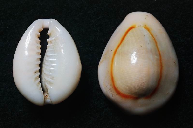 人海之间海贝之岛马尔代夫