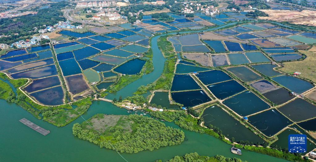 这是广西钦州市钦南区沙埠镇船埠环村的冬日虾塘景色（11月25日摄，无人机照片）。新华社记者 张爱林 摄