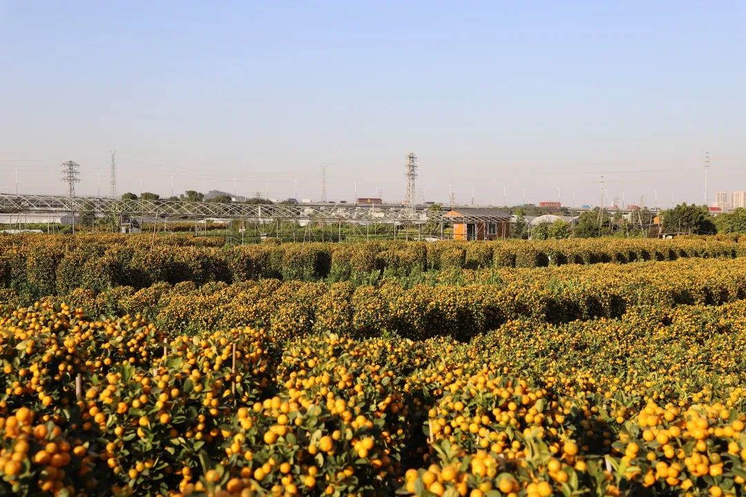 佛山市农业农村局倡议:各镇街可设"助农直销点",撑花(桔)农,促消费!