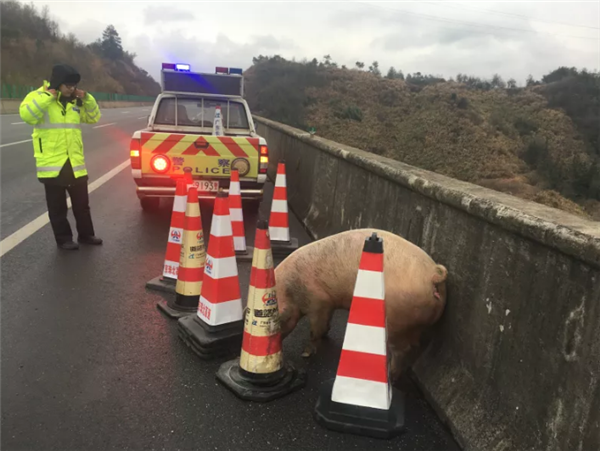 高速上惊现一头200斤的猪散步 众人合力围堵抓猪休闲区蓝鸢梦想 - Www.slyday.coM