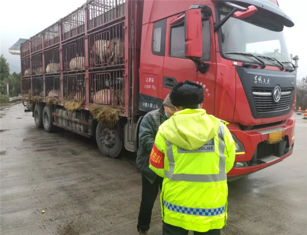 高速上惊现一头200斤的猪散步 众人合力围堵抓猪休闲区蓝鸢梦想 - Www.slyday.coM