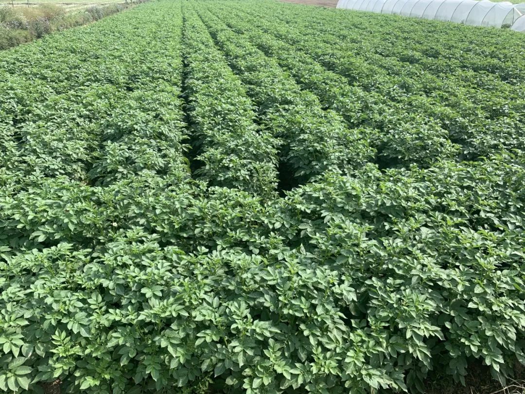 好味|99%的人没吃过!清炒爽脆,炖煮香糯,代餐新选择