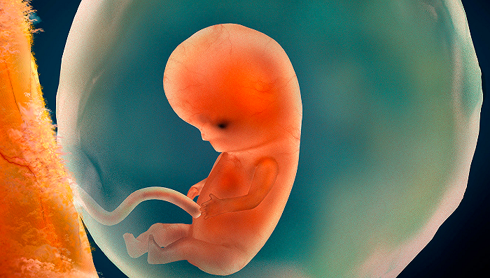 医学插画，图为9周大的人类胎儿 图片来源：Stocktrek/Getty