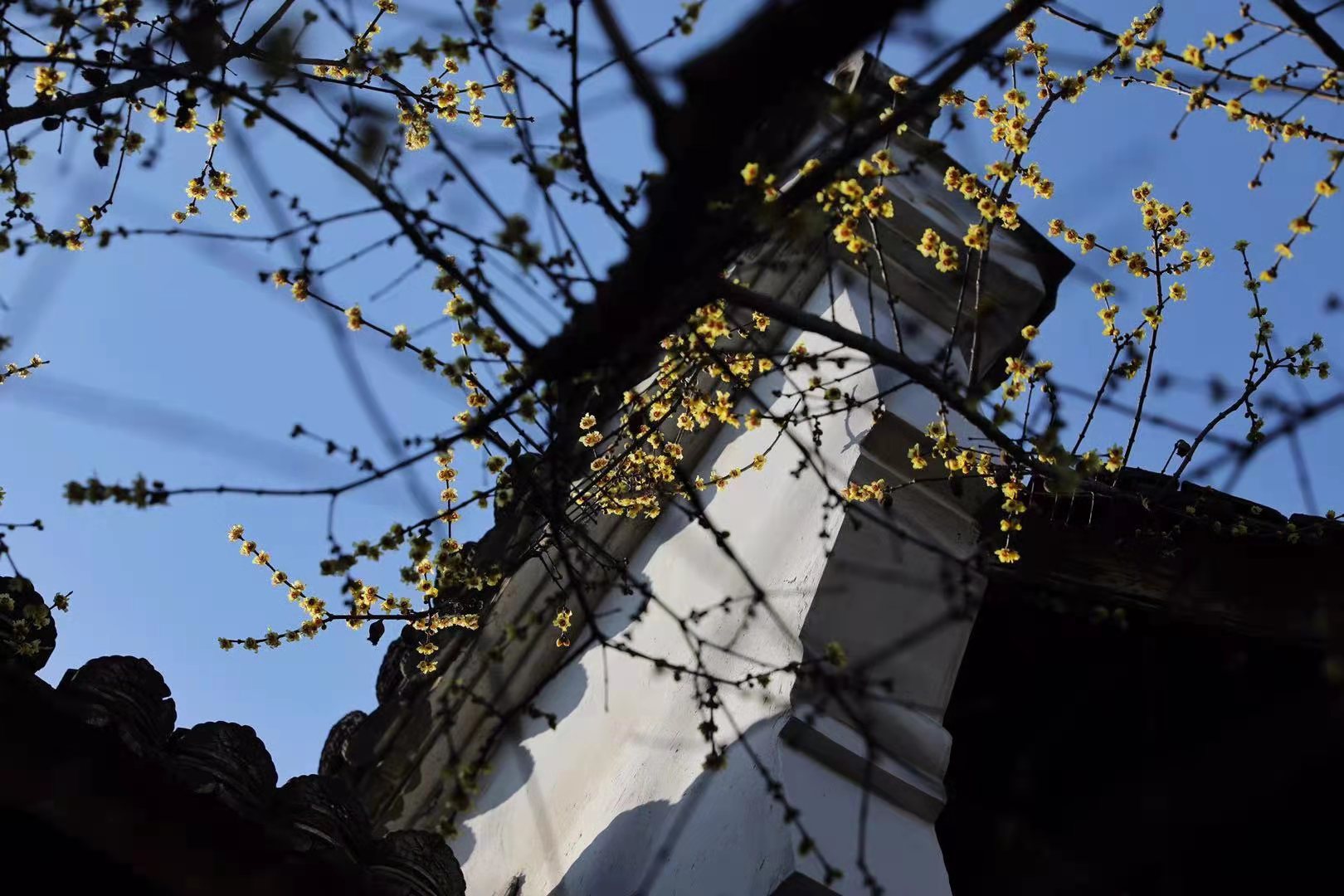 摄影师驾到|墙角数枝梅