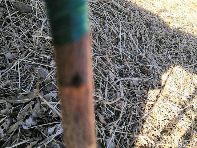 桃树发生冻害了