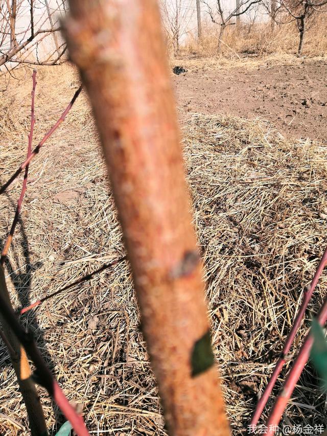 桃树发生冻害了