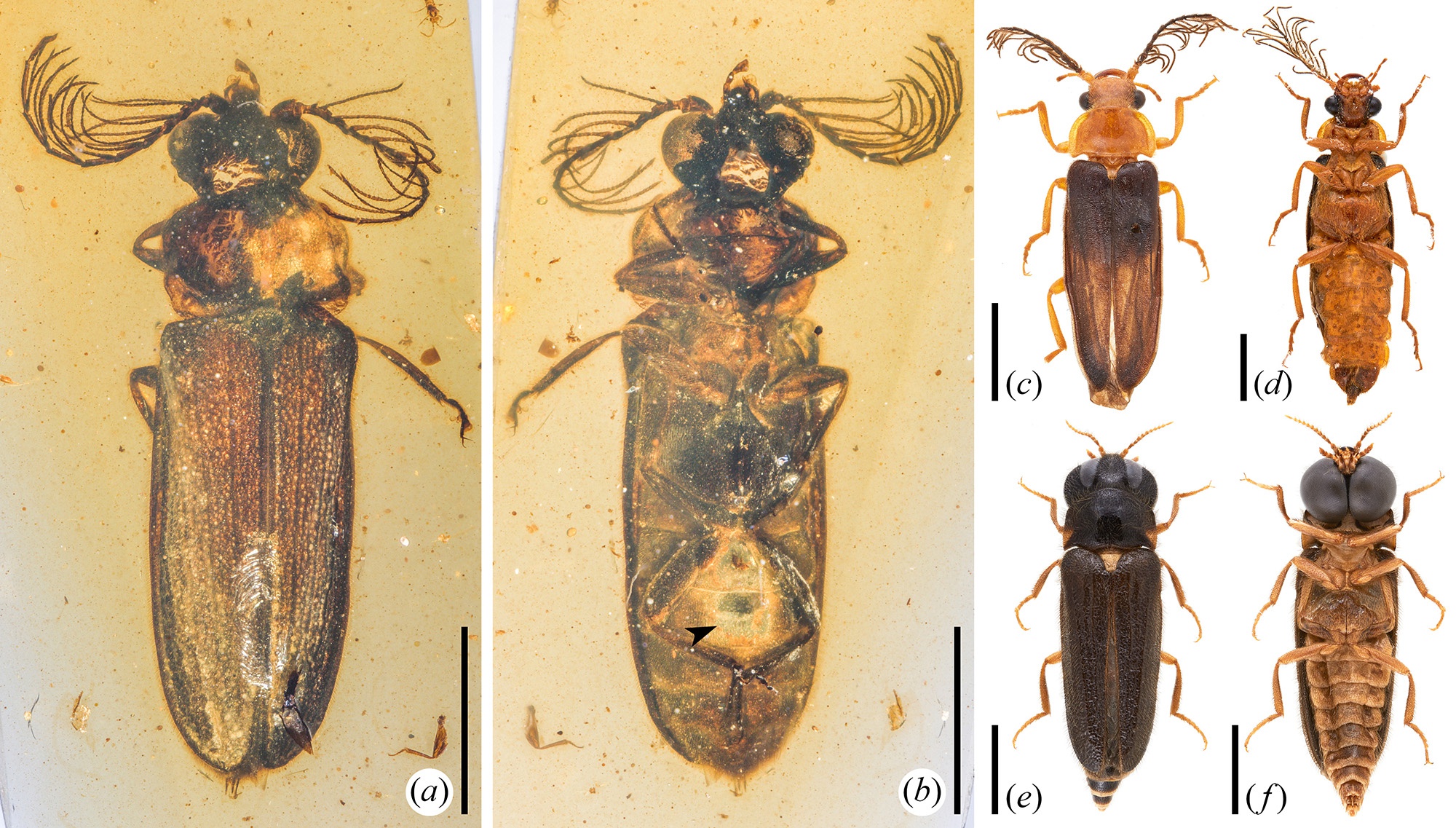 白垩光萤（Cretophengodes azari）及其现生近缘类群光萤科与雌光萤科 受访者供图