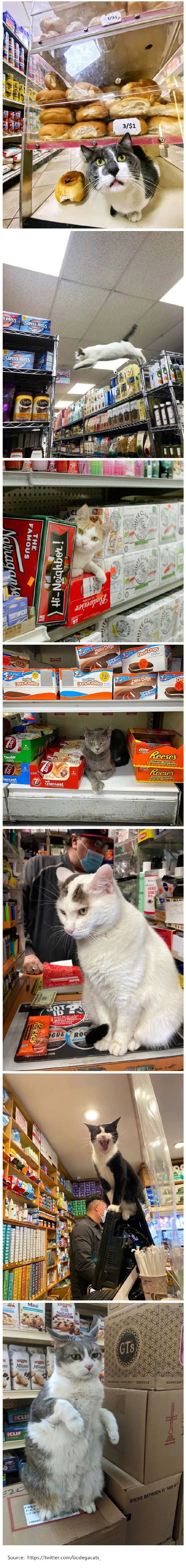 打工猫咪日常太可爱了!买不买?不买别杵那儿!