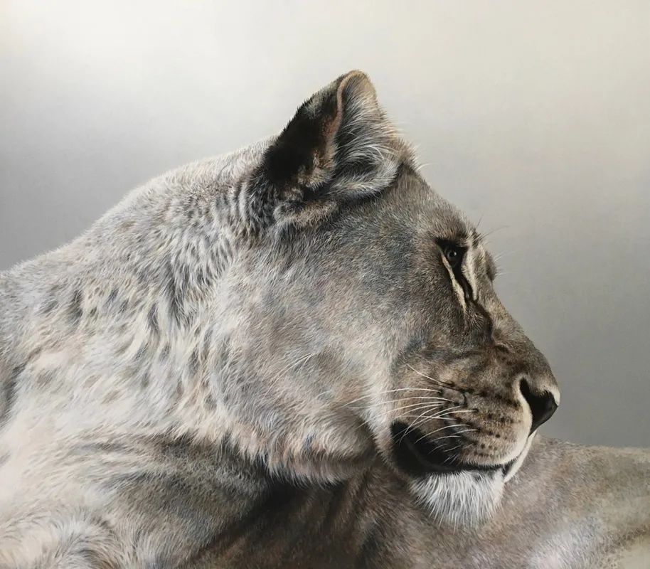 美女与野兽柔美女画家画出霸气十足的老虎作品引人侧目