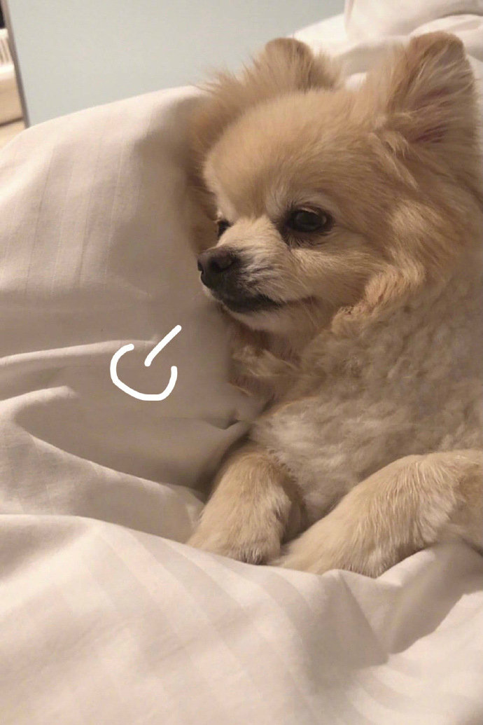 生活不易狗狗叹气