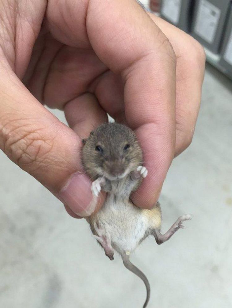 男子抓到拇指大的老鼠呆萌可爱一脸无辜众人直呼长见识了