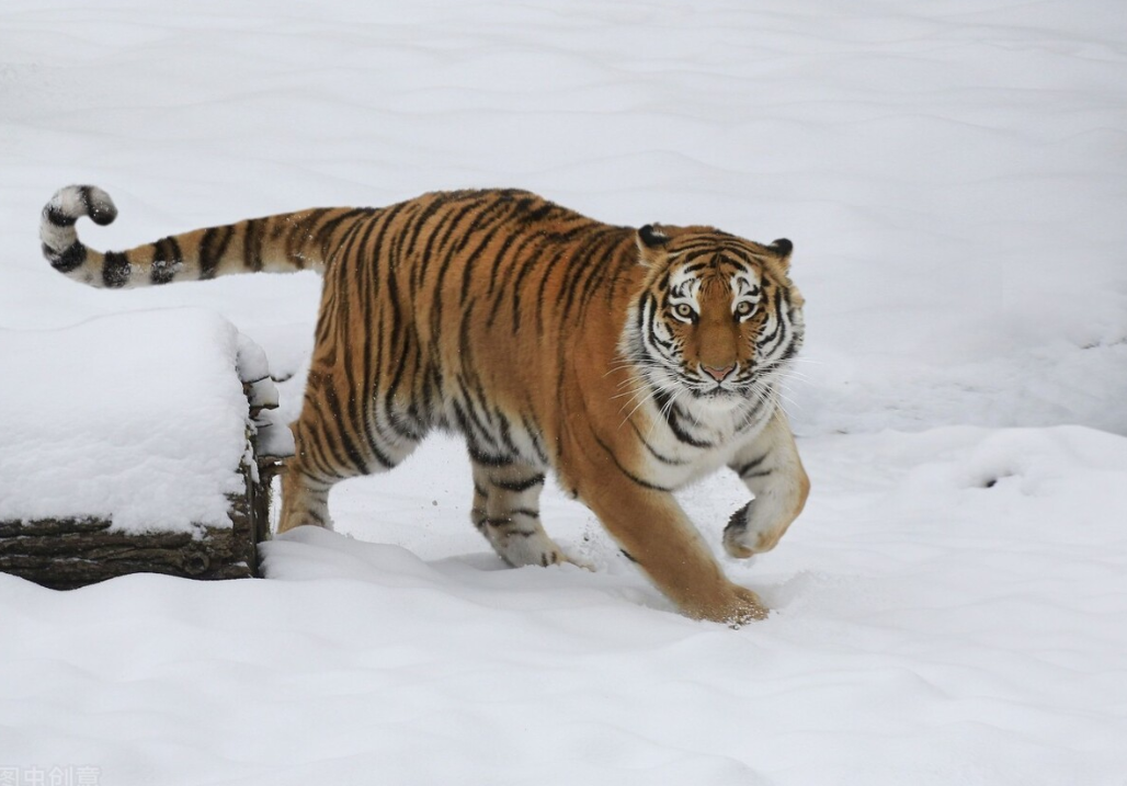 1周2次吉林有野生东北虎出没它有多凶猛攻击人能反击吗