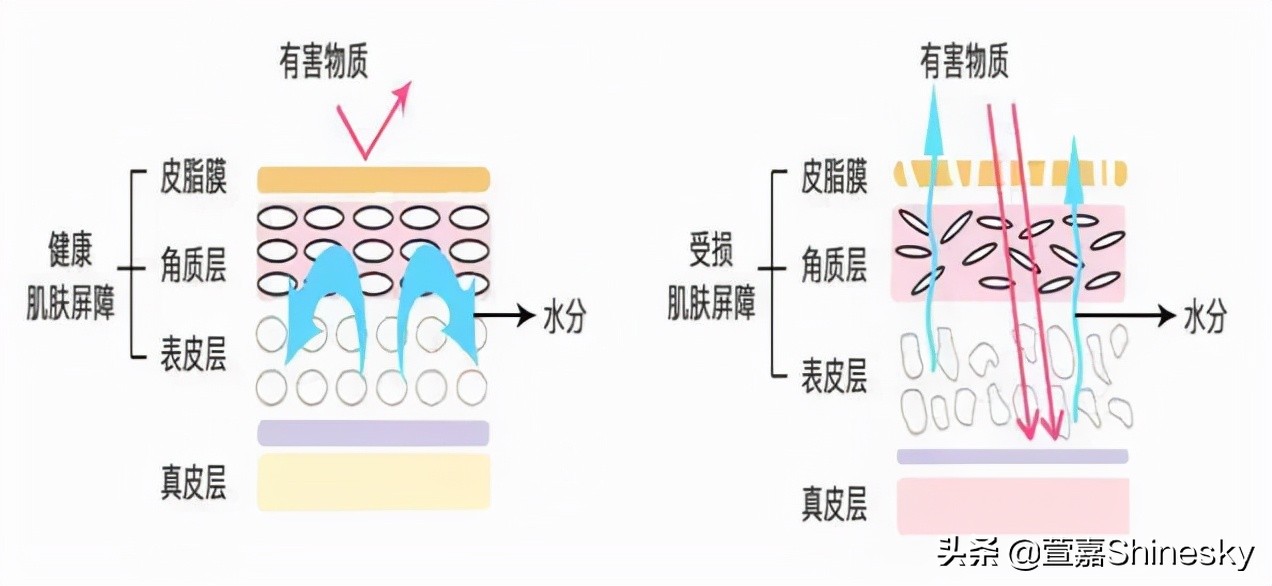 冬季护肤,从拥有"厚脸皮"开始|皮肤|屏障|细胞_新浪新闻
