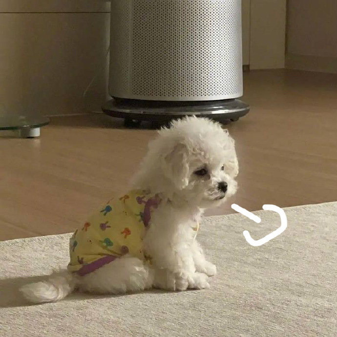 生活不易狗狗叹气