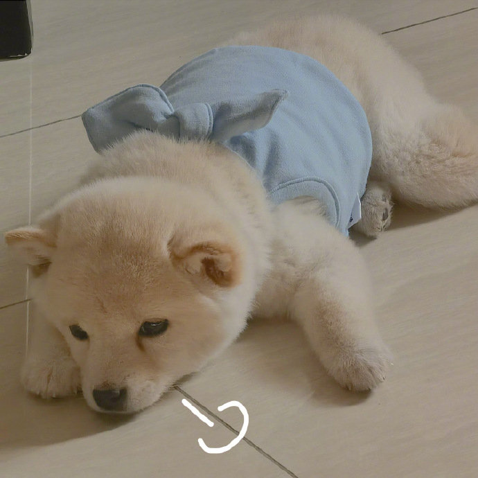 生活不易狗狗叹气